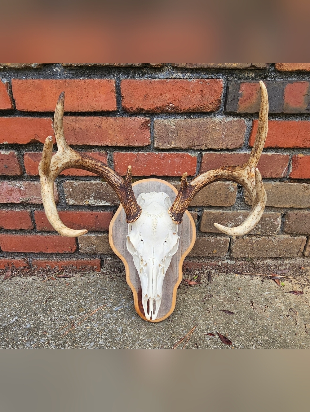 Mounted Deer Antler White Skull on Wooden Plaque - Taxidermy 8 Point Tan Antlers - Picture 2 of 3